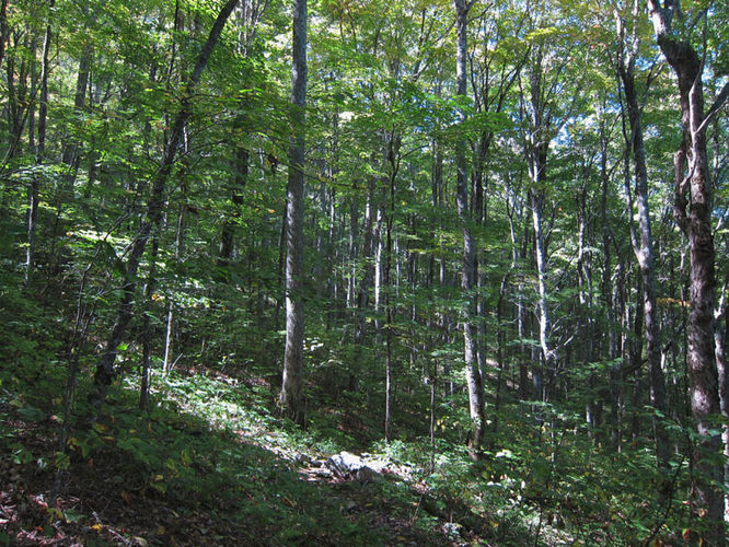 Picture 46 of Mt Rogers and Wilburn Ridge Hike 092514