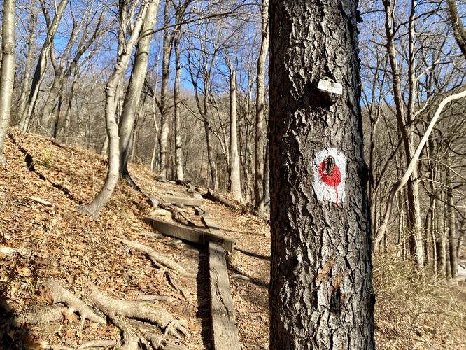 White blazes with red dots of the Mt. Tammany Trail