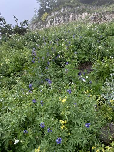 Lupine wildflowers