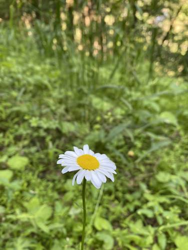 Daisy wildflower