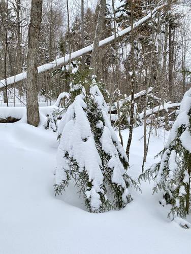 Snow-covered hemlock trees
