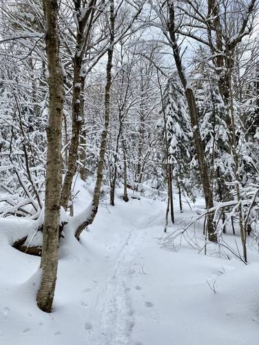 Snow-covered trees makes for a magical hike up the Mt. Van Hoevenberg Trail in late January, 2023