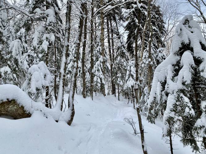 Snow-covered trees makes for a magical hike up the Mt. Van Hoevenberg Trail in late January, 2023