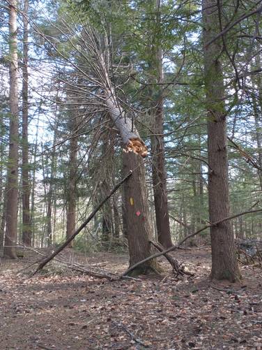 Use caution around broken trees