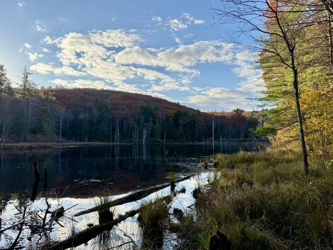 Beaver pond view