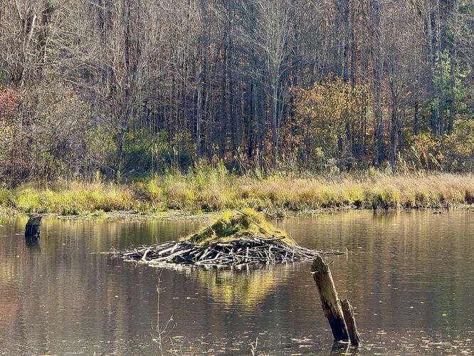 Beaver hut sitting in the beaver pond