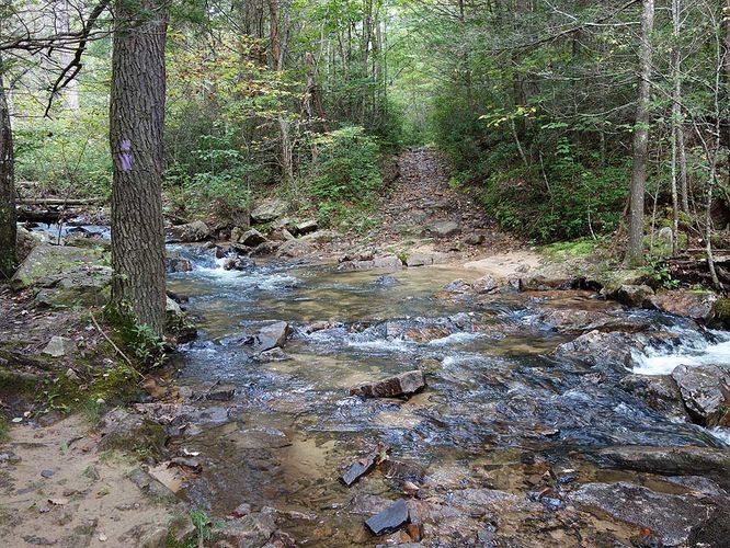 Default image for Mudhole Gap Hike, a 10.9-mile trail in Fort Valley, VA (US)