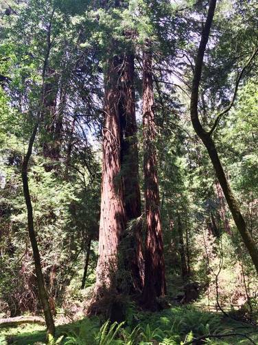 Picture 10 of Muir Woods Redwood Creek Loop