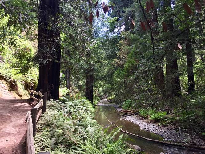 Picture 4 of Muir Woods Redwood Creek Loop