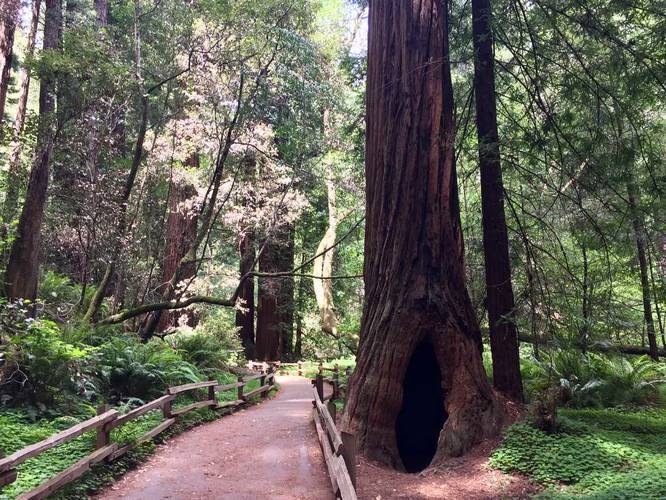Redwood Creek Loop Trail