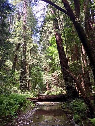 Picture 2 of Muir Woods Redwood Creek Loop