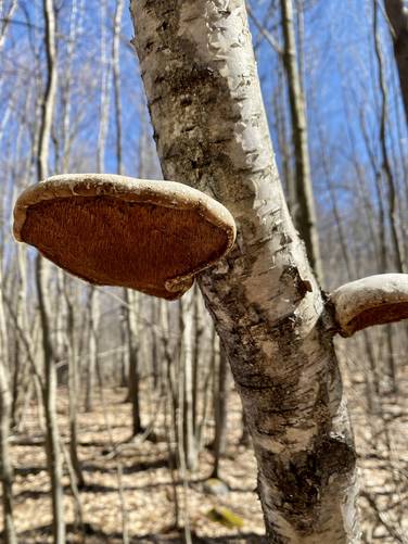 Mushrooms growing on a birch tree