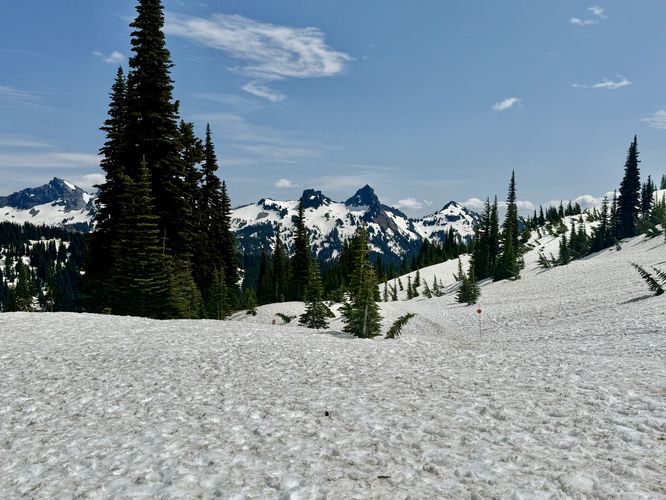 View of distant snow-capped mountains and buried trees in the foreground from Mt. Rainier
