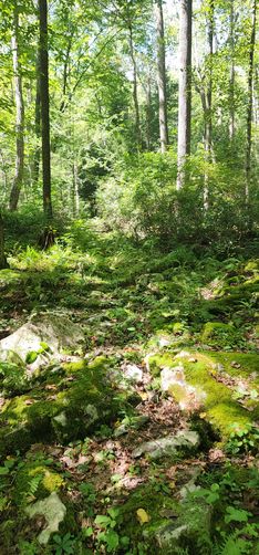 Picture 7 of Naked Mountain Vista Hike