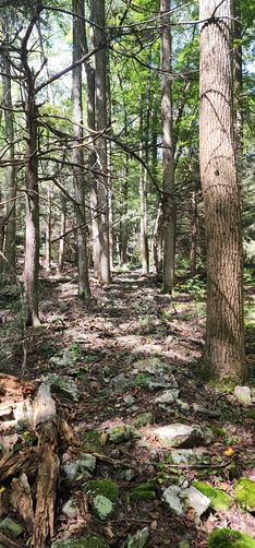 Picture 8 of Naked Mountain Vista Hike