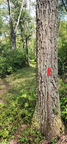 Picture 10 of Naked Mountain Vista Hike