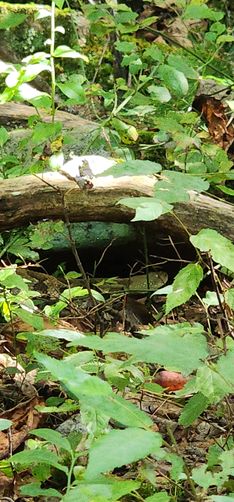 Picture 13 of Naked Mountain Vista Hike