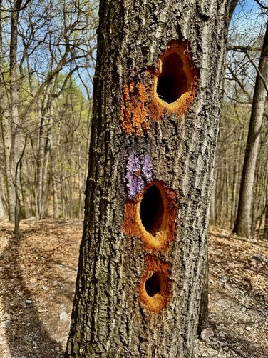 Woodpecker holes