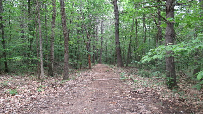 Trail substrate changes from dirt to forest floor