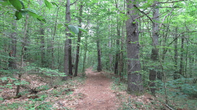 Trail is easy to walk, but is getting more narrow