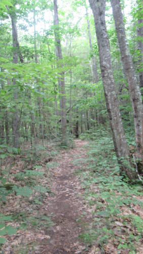 Wooden narrow trail