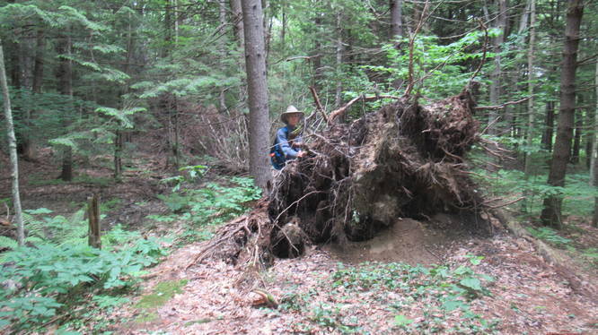 Huge uprooted trees along the trail