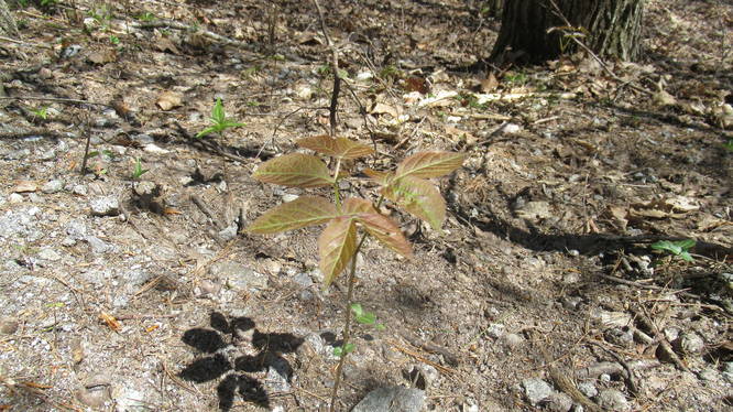Poison Ivy is all around the edges of the trail