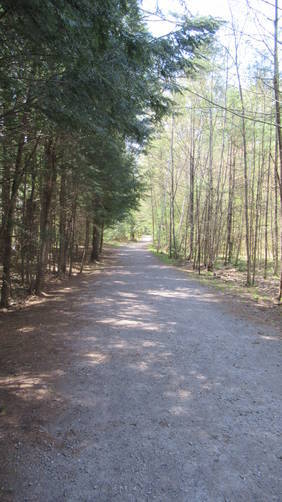 The trail is well shaded even in springtime