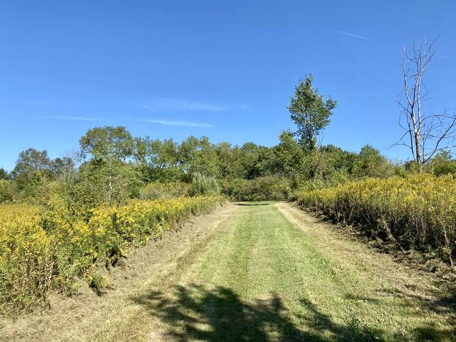 Hiking through goldenrod along the Brown Loop - New Fane Trail