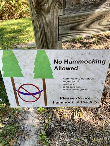 No hammocking allowed in Nichols Arboretum