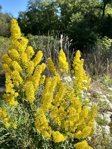 Wildflowers