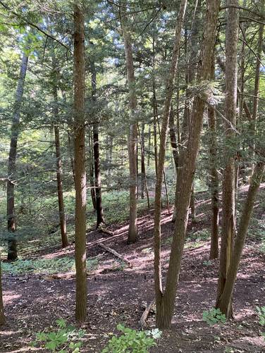 Hemlock grove along the trail