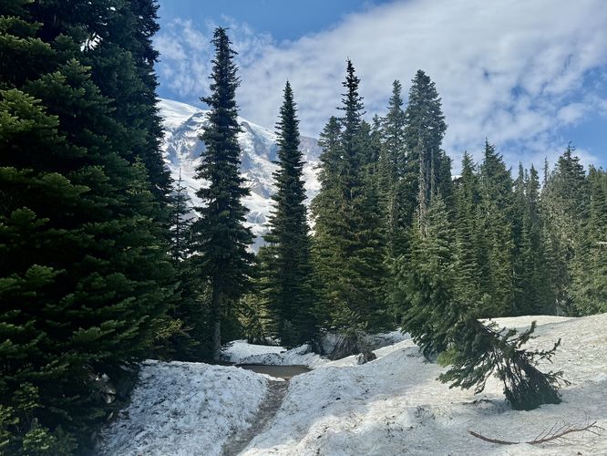 Snow-covered trail leads through the forest with obstructed views of Mt. Rainier