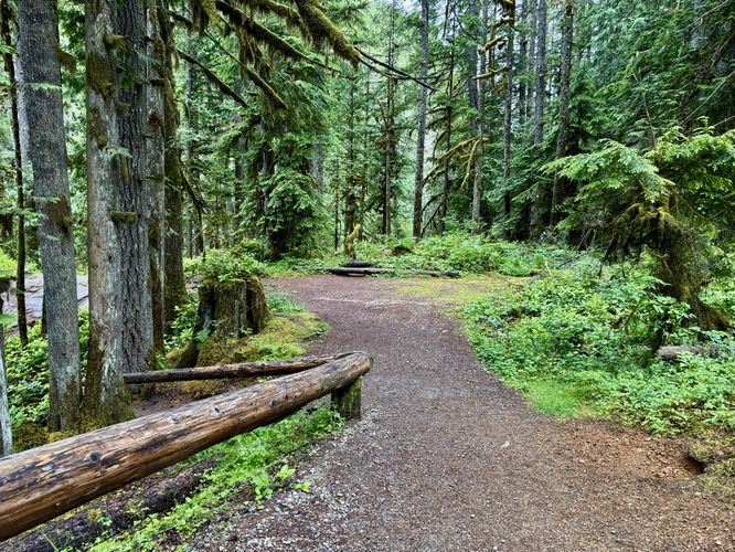 Lush forest surrounds the Nooksack Falls Trail