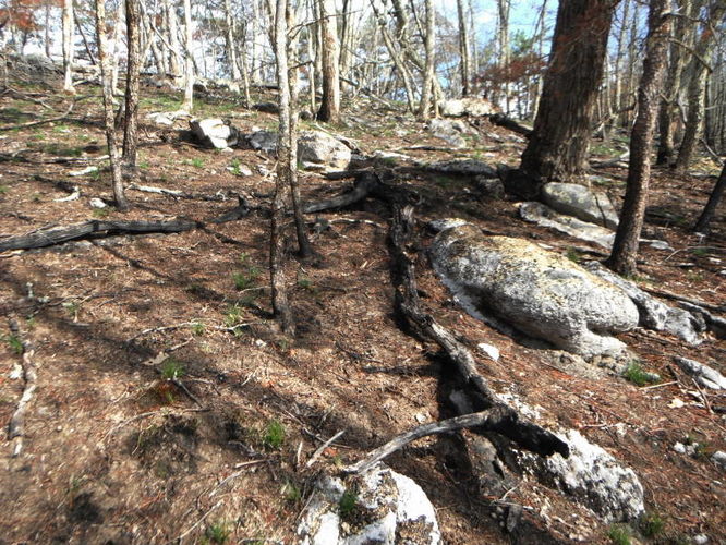 Picture 37 of North Fork Mountain Hike 051014