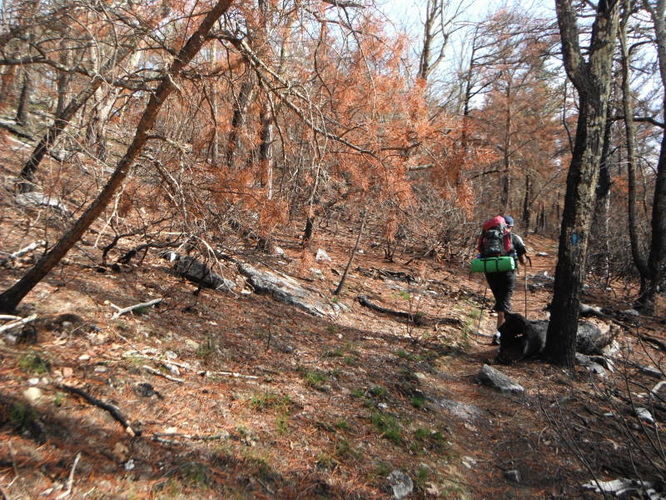 Picture 38 of North Fork Mountain Hike 051014