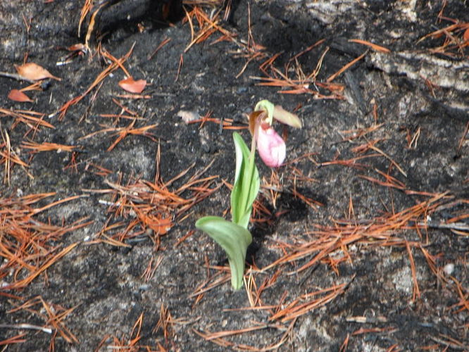 Picture 39 of North Fork Mountain Hike 051014