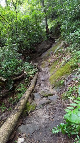 Picture 4 of North Harper Creek Falls Hike 071215