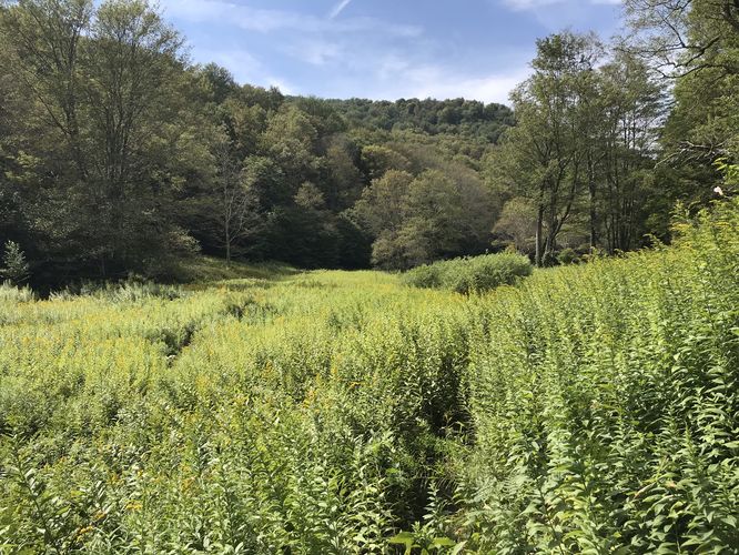 Picture 6 of North Prong and Big Run Hike 082518