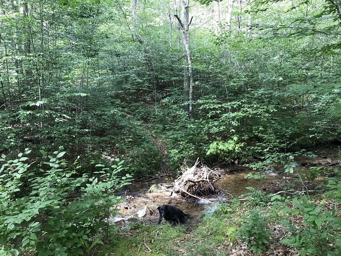 Picture 7 of North Prong and Big Run Hike 082518