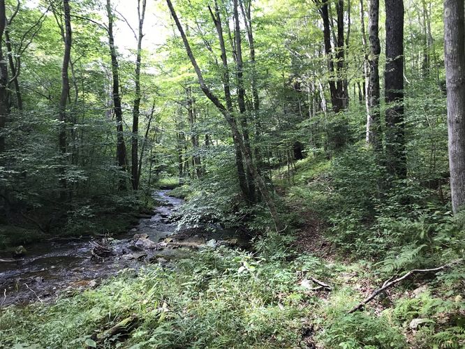 Picture 8 of North Prong and Big Run Hike 082518
