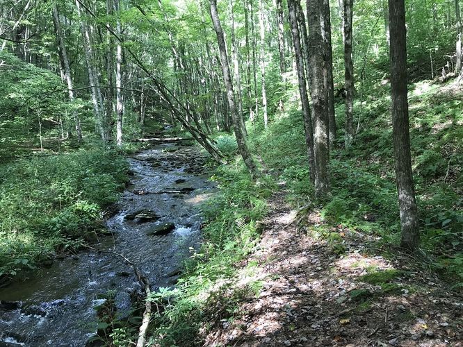 Picture 11 of North Prong and Big Run Hike 082518