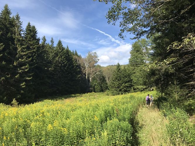 Default image for North Prong and Big Run Hike, a 6.5-mile trail in Osceola, WV (US)