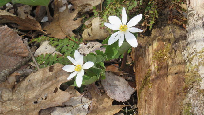 Bloodroot blooming along the trail
