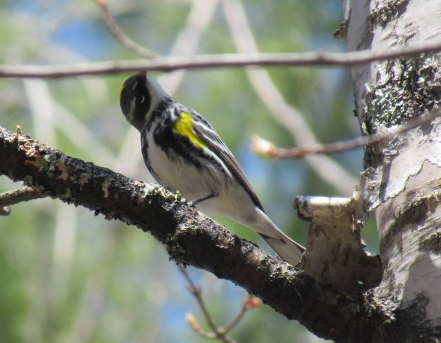 Birding opportunities abound along the rail trail