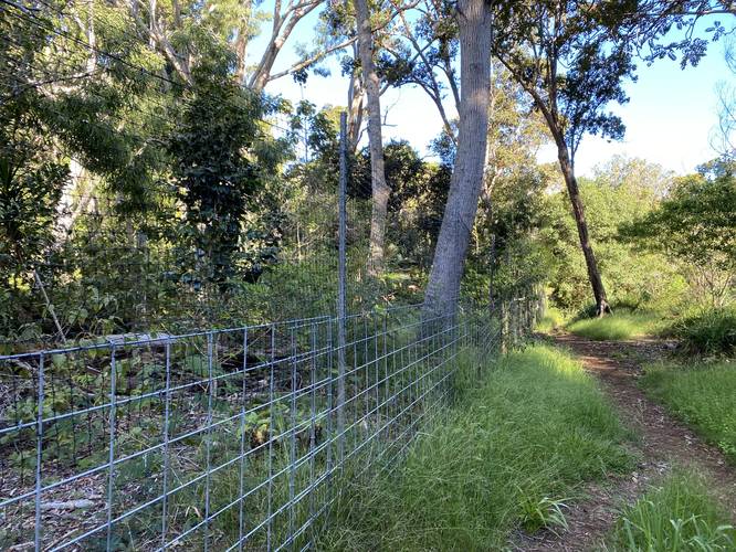 Forestry fence to keep hooved-animals out