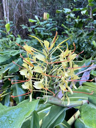 Kahili Ginger and its wildflowers