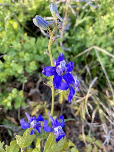 Larkspur wildflower