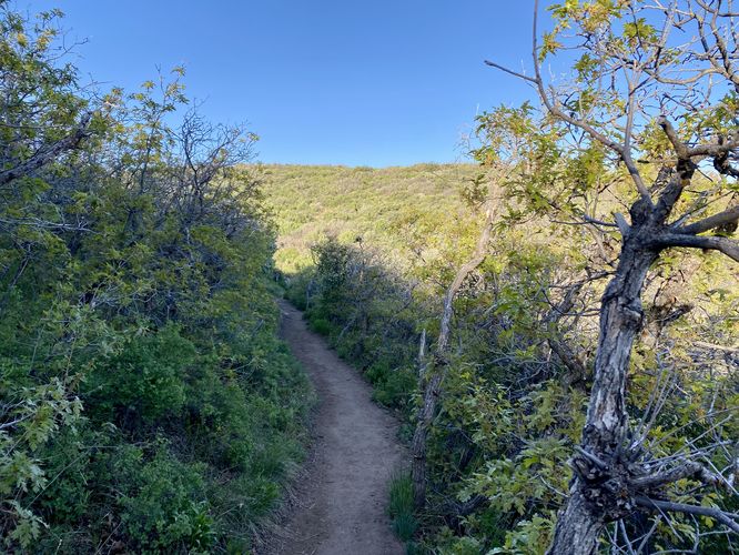 Scrubland near the top south rim of the Black Canyon - hiking the Oak Flat Loop Trail