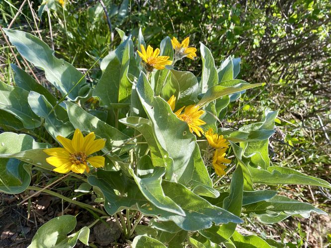 Arrowleaf balsamroot wildflowers